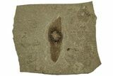Fossil Plant (Ailanthus) Samara - Green River Formation, Utah #215562-1